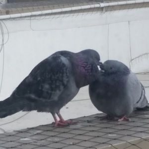 Meet your Posher, Kris